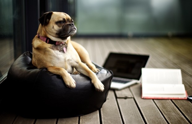 TOP10: Najmądrzejsze rasy psów