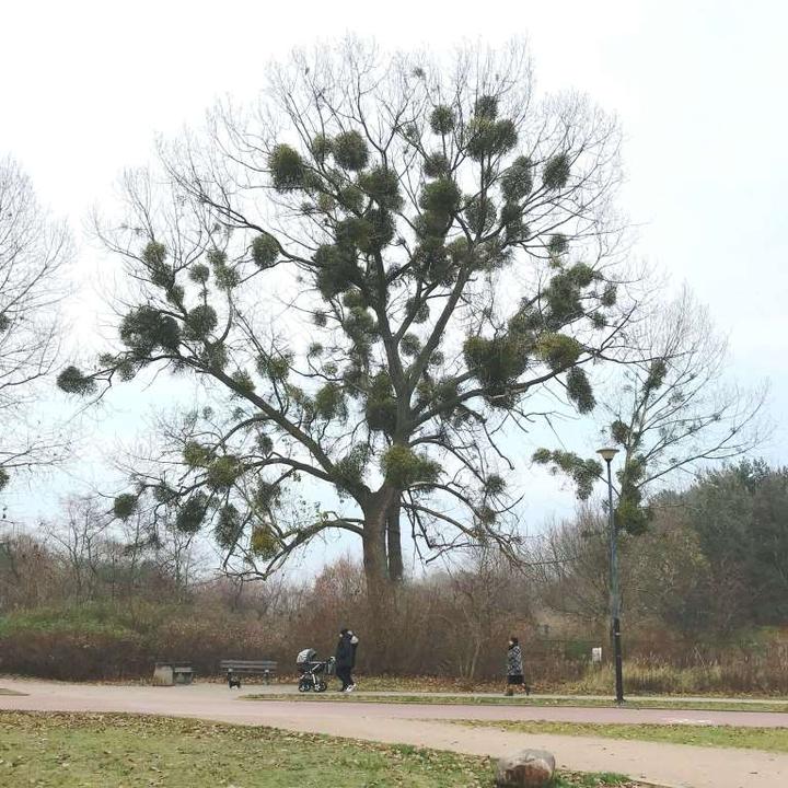 6 niezwykłych kul ciekawostki, które zaskoczą każdego fana wiedzy