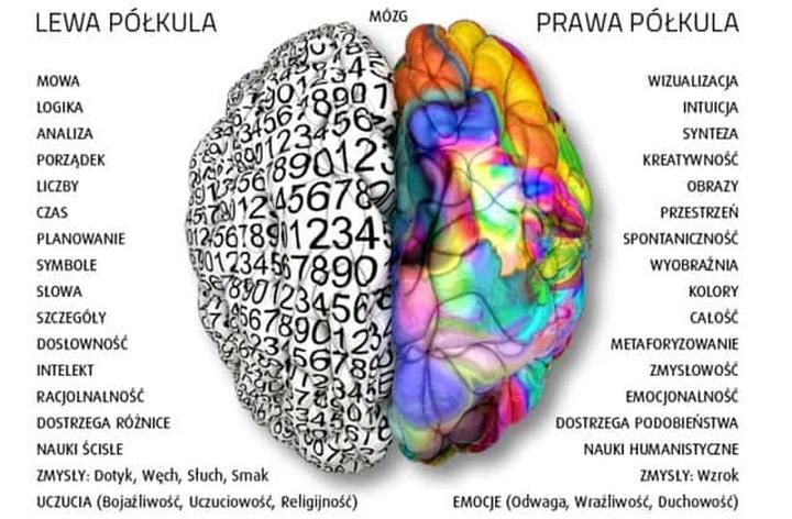 Umiejętności manualne leworęcznych