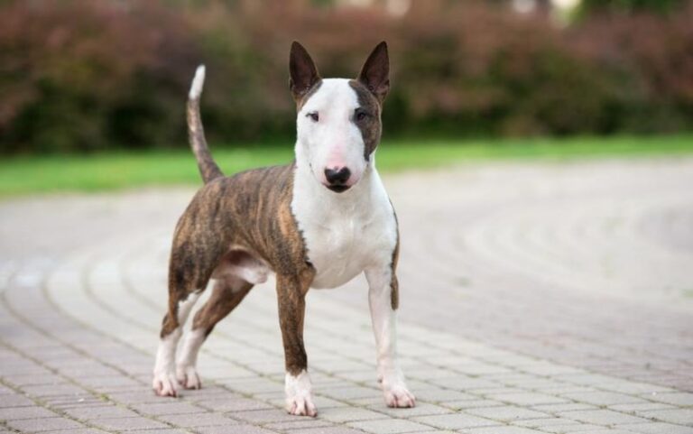 Fascynujące ciekawostki o psach, które zaskoczą każdego miłośnika czworonogów