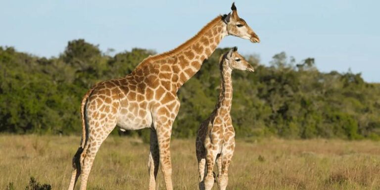 Zaskakujące ciekawostki o żyrafach, których nie znałeś!