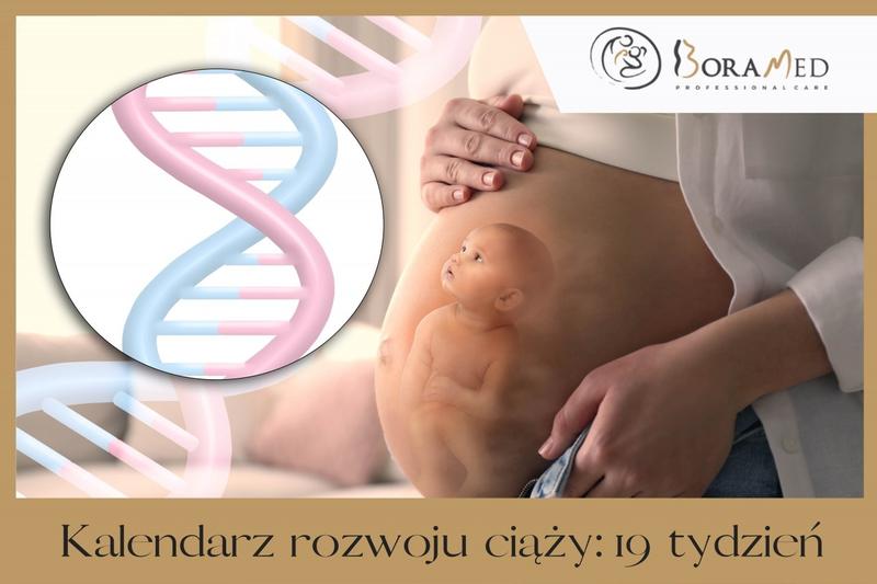 Rozwój płodu w 19 tygodniu