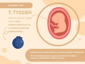 Ciekawe fakty o 7 tygodniu ciąży, które warto znać
