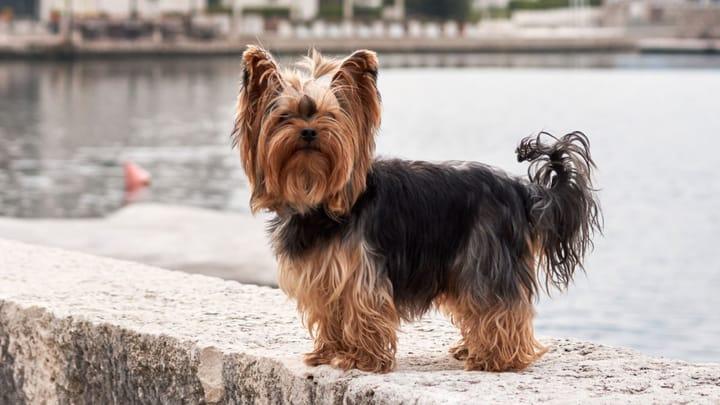Odkryj nieznane york ciekawostki, które zaskoczą każdego miłośnika rasy
