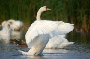 Zaskakujące fakty o łabędziu niemy – odkryj tajemnice tych majestatycznych ptaków!