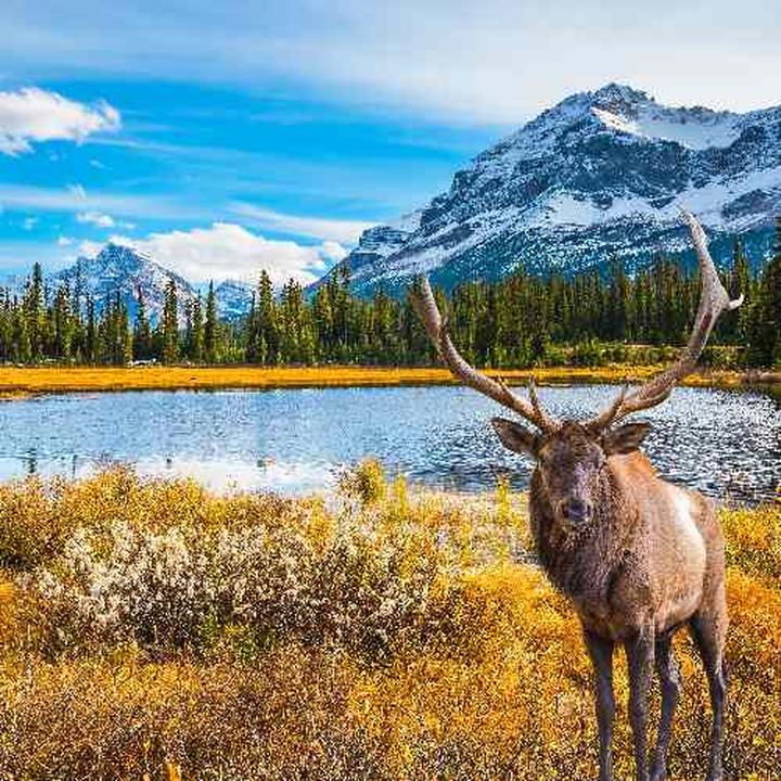 Kuchnia kanadyjska i potrawy