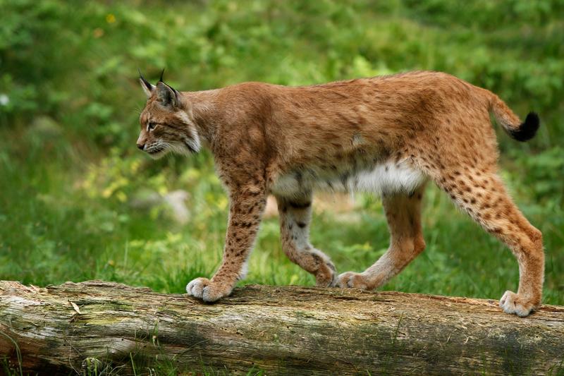 Rysie w polskiej przyrodzie