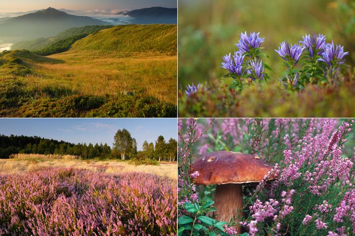 Odkrywamy fascynujące ciekawostki przyrodnicze w Polsce