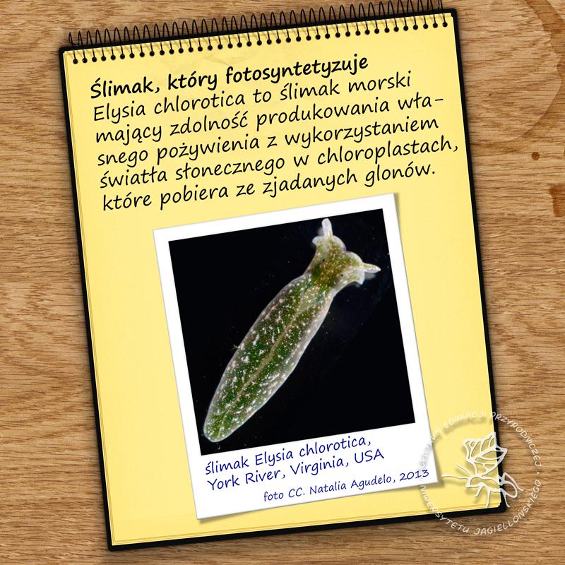 Zadziwiające ciekawostki ze świata zwierząt, które Cię zaskoczą