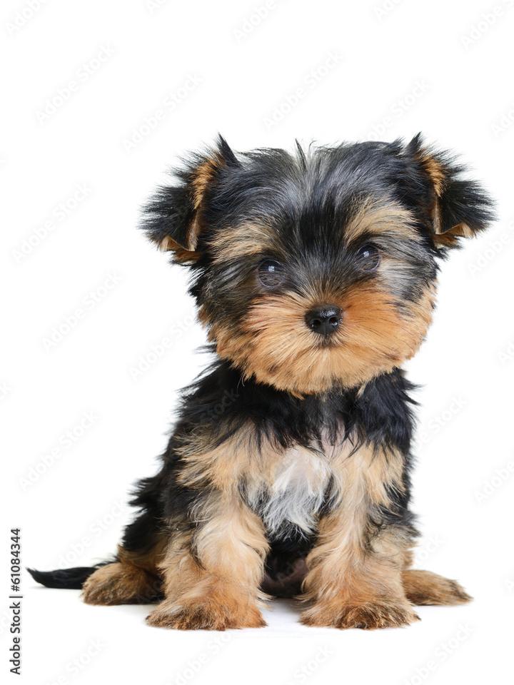 Ciekawostki o yorkshire terrier