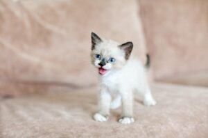 Zaskakujące fakty o kotach, które z pewnością Cię zainteresują