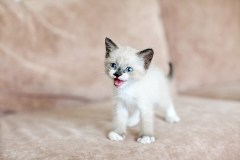 Zaskakujące fakty o kotach, które z pewnością Cię zainteresują