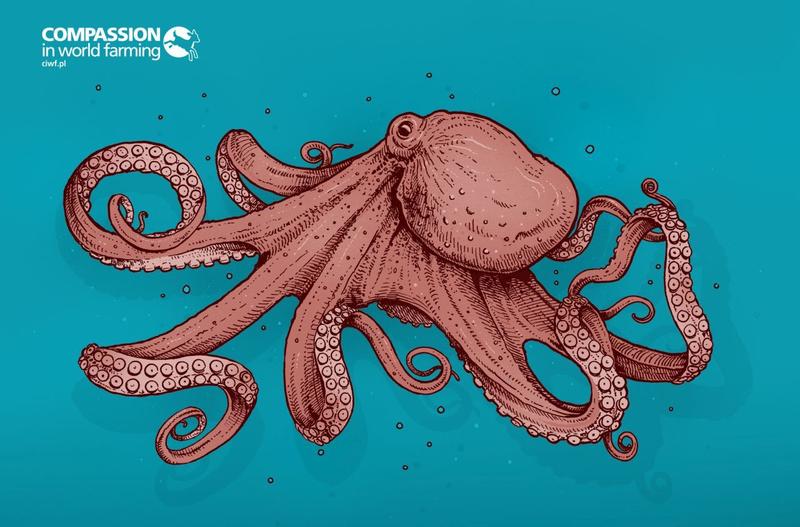 Anatomia i cechy ciała ośmiornic