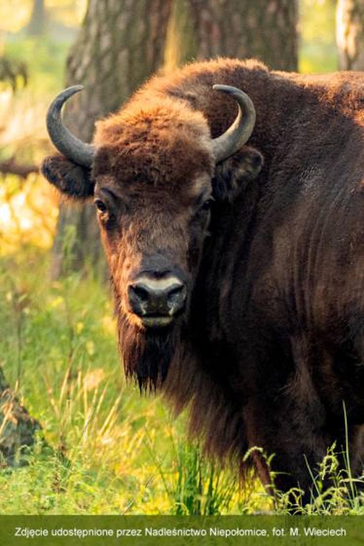 Cechy fizyczne żubrów