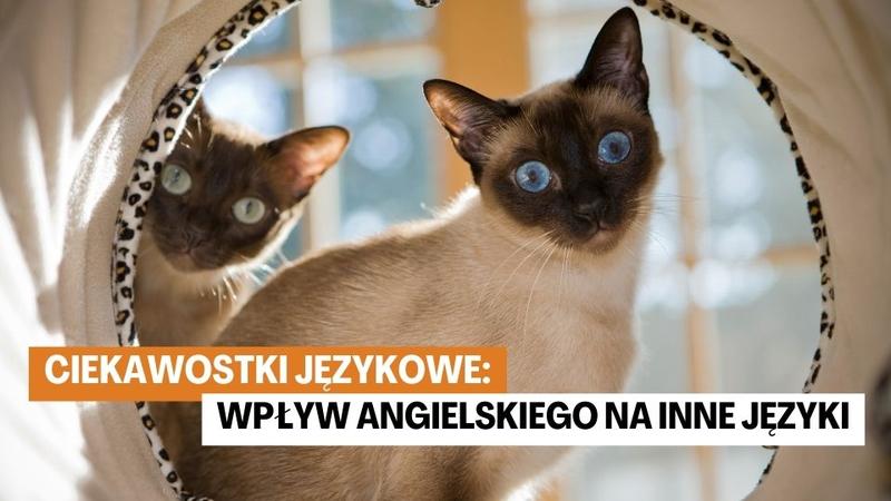 Ciekawostki językowe