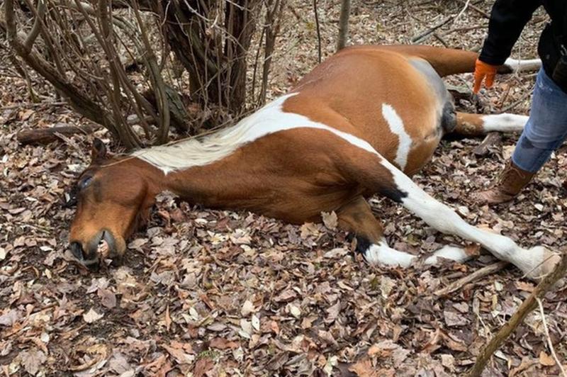 Ciekawostki o źrebakach