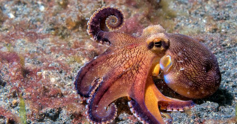 Historia i ekologia ośmiornic