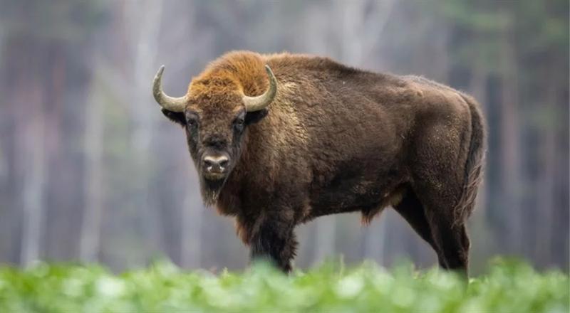 Historia żubrów w Polsce i ochrona
