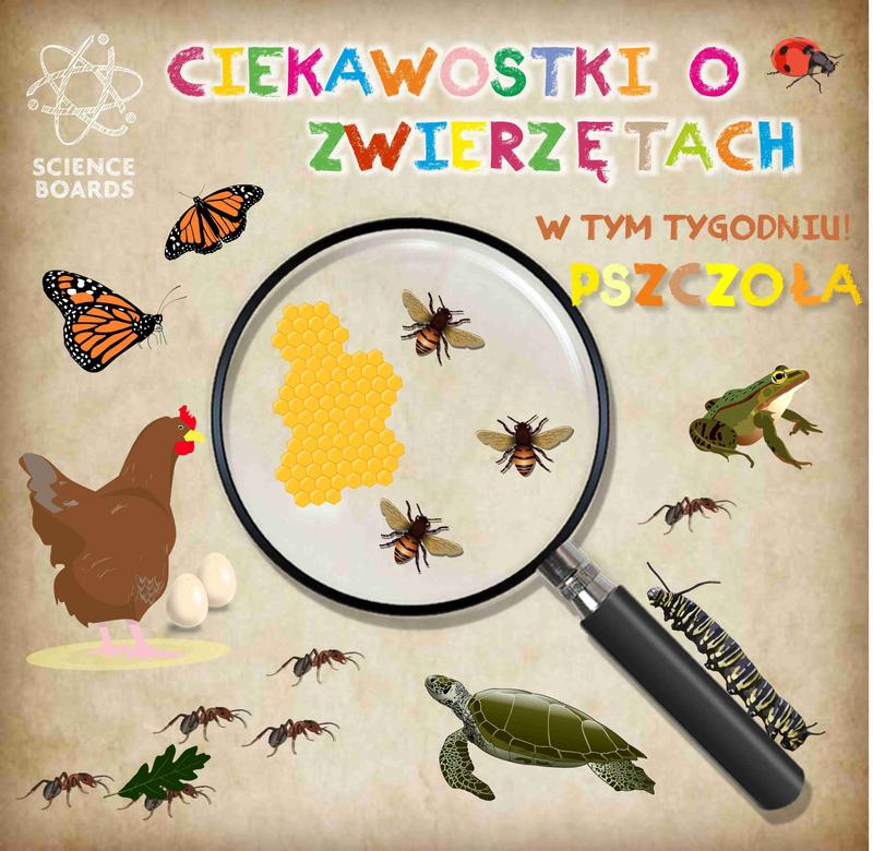 Niezwykłe fakty o zwierzętach