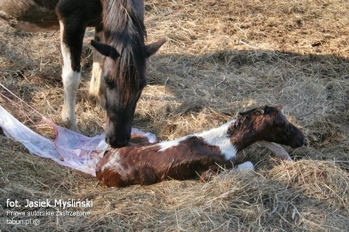 Opieka nad źrebakami