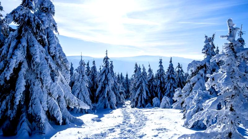 Zwierzęta przetrwające zimę