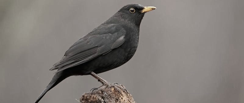 Zaskakujące fakty o ptaku kosie, które musisz znać