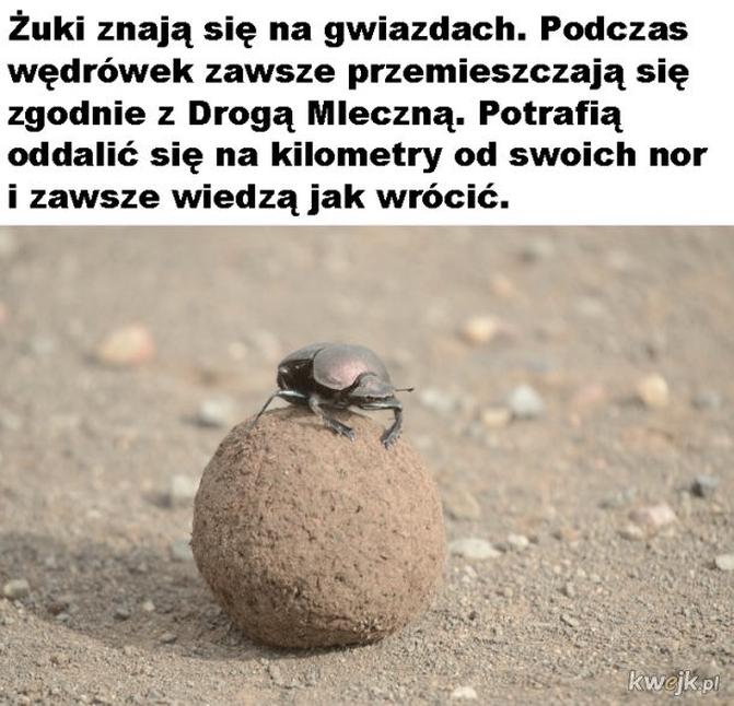 Największa cebula na świecie