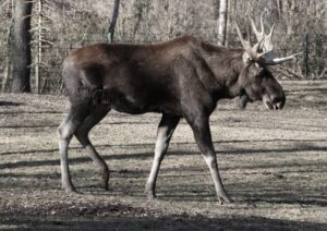 Ciekawostki o łosiu, które zaskoczą każdego