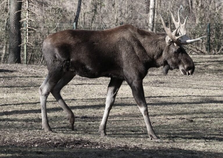 Ciekawostki o łosiu, które zaskoczą każdego
