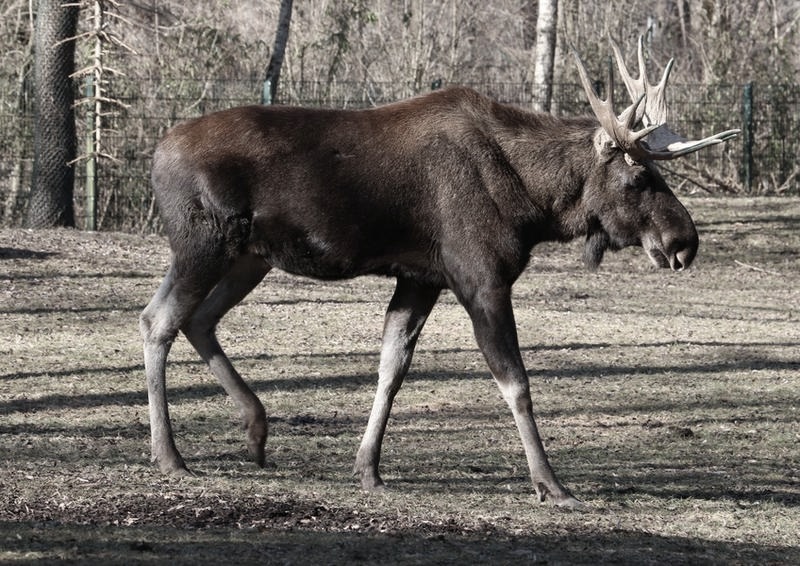 Ciekawostki o łosiu, które zaskoczą każdego