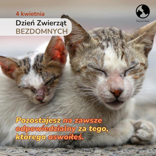 Dzień Zwierząt Bezdomnych