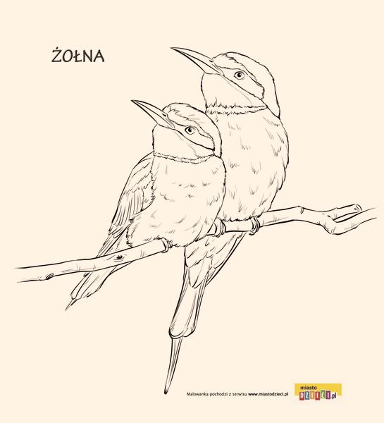 Żołna ciekawostki