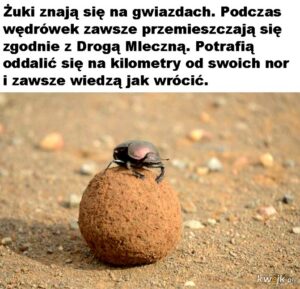 Ciekawostki randomowe – zaskakujące fakty o świecie i codzienności