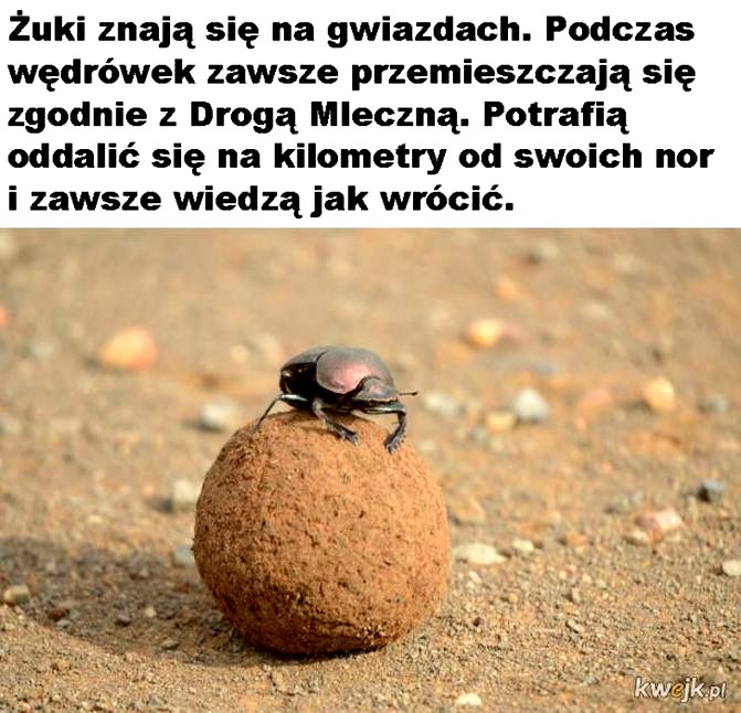 Ciekawostki randomowe – zaskakujące fakty o świecie i codzienności