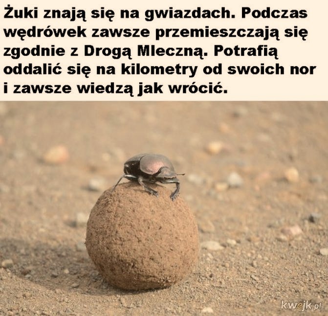 Informacje i ciekawostki ze świata, nauki i historii