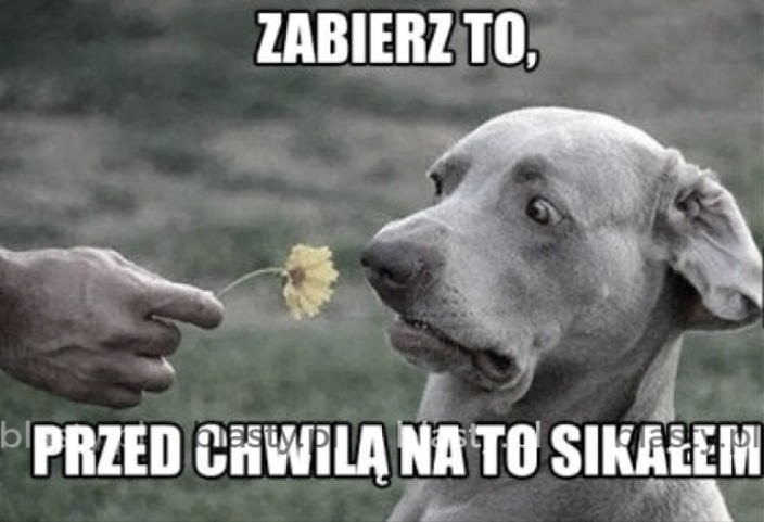 Śmieszne fakty o zwierzętach, które rozbawią i zaskoczą